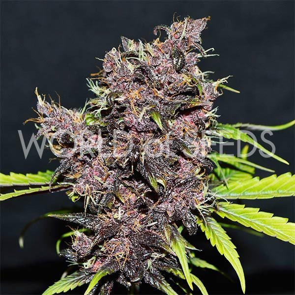 Auto Purple Afghan Kush Ryder feminized, World of Seeds