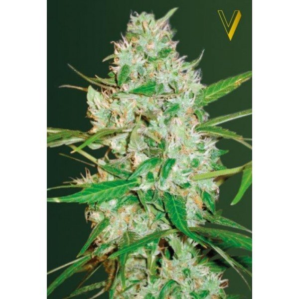 Auto Red Russian XXL feminized, Victory Seeds