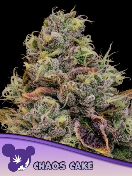 Chaos Cake feminized, Anesia Seeds