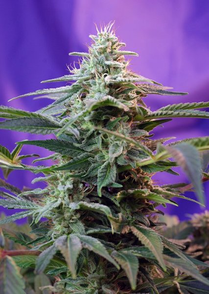 Fast Version F-1 Sweet Special SWS43 feminized, Sweet Seeds