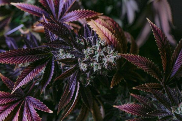Purple Lobster feminized, Anesia Seeds