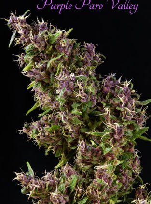 Purple Paro Valley feminized, Mandala Seeds