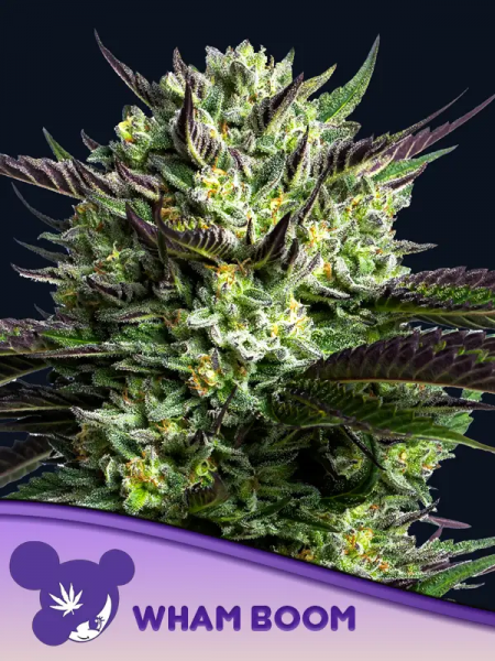 WHAM BOOM feminized, Anesia Seeds