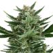 Auto Quick One feminized, Royal Queen Seeds