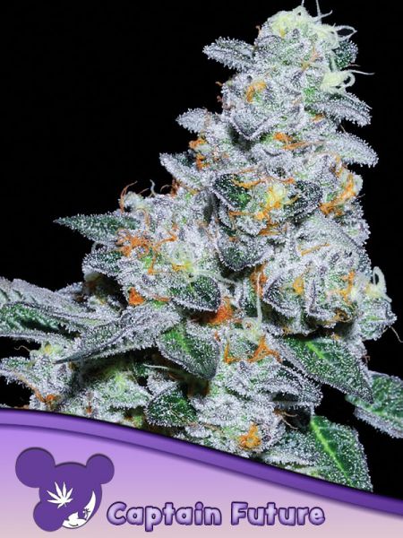 Captain Future feminized, Anesia Seeds