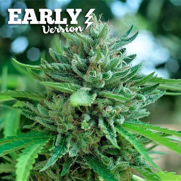 Early Version Delicious Cookies feminized, Delicious Seeds