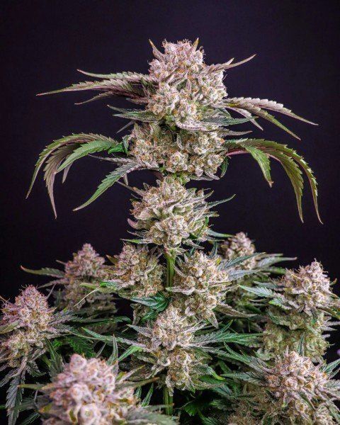 Auto Strawberry Gorilla RF3 feminized, Fast Buds