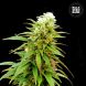 Auto Zkittly Zi Zi feminized