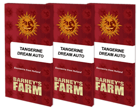 Auto Tangerine Dream Feminised, Barney's Farm
