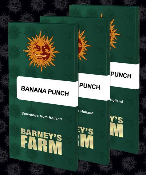 Banana Punch feminised, Barney's Farm