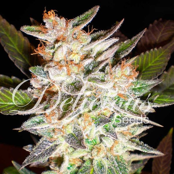 Auto Cheese Candy feminized, Delicious Seeds