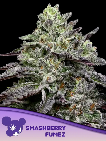 Smashberry Fumez feminized, Anesia Seeds
