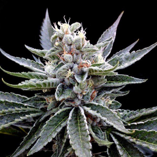 Florida Gold feminised, DNA Grow Your Own