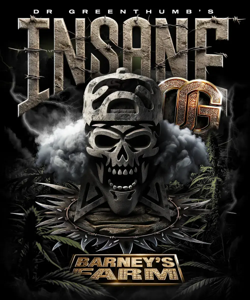 Insane OG fem, Barney's Farm