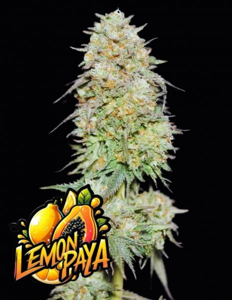Lemonpaya Feminized, Fast Buds