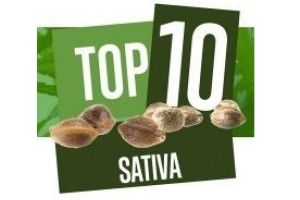 ТОП-10 найкращих штамів канабісу сорту «Сатива»