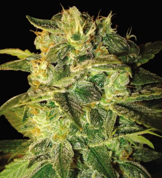 Auto Sugar Mango feminised