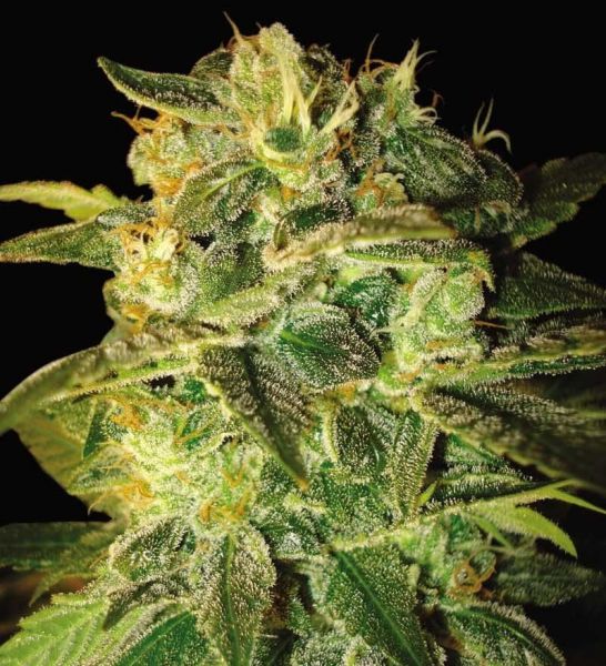 Auto Sugar Mango feminised