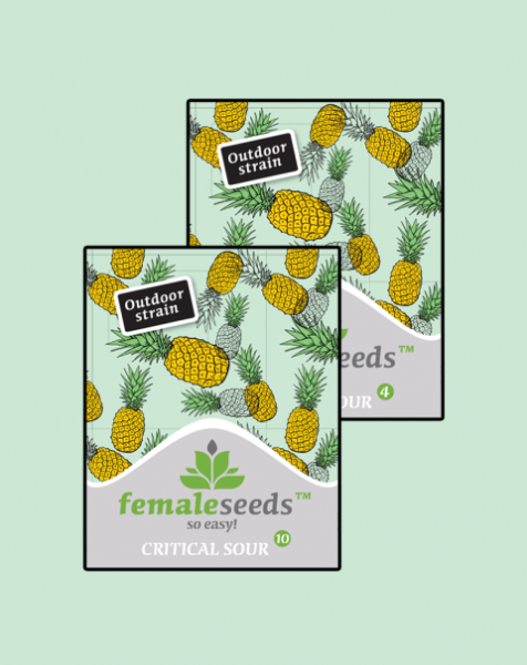 Critical Sour, Female Seeds