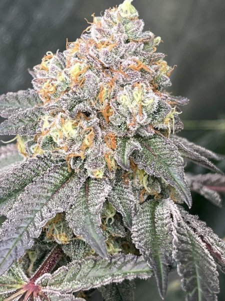 Gary Sherbet Feminized, Fast Buds