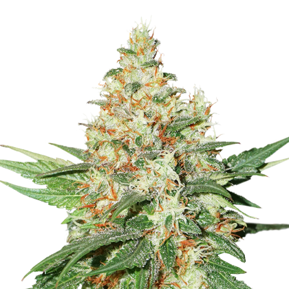 OG Kush Feminized, Seedstockers