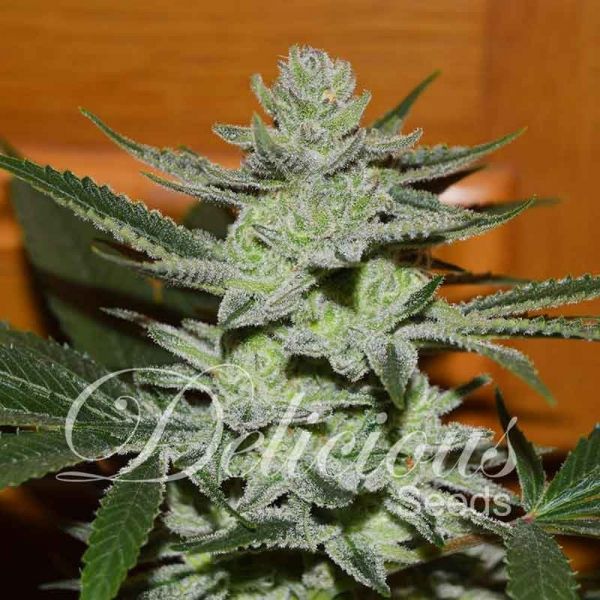 Unknown Kush feminized, Delicious Seeds