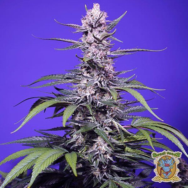 Auto Banana Cream Cake XL SWS121 feminized, Sweet seeds