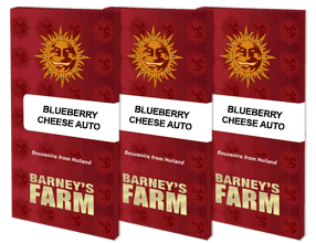 Auto Blueberry Cheese Feminised, Barney's Farm