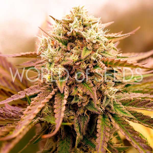 семена конопли сорт Early Harvest Appalachian Kush Feminized, World of Seeds