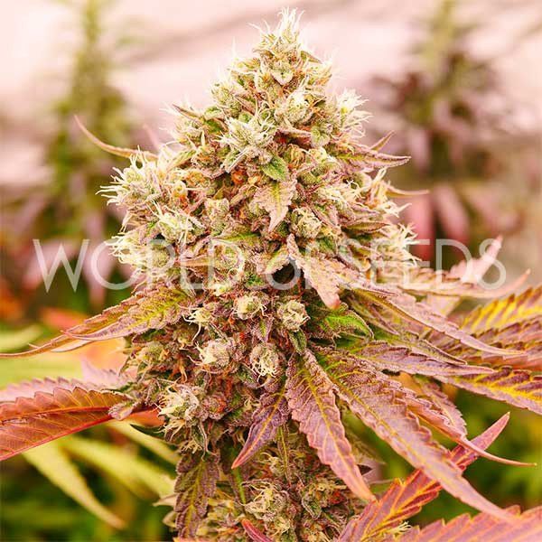 семена конопли сорт Early Harvest Burger Kush Feminized, World of Seeds