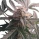Auto Northern Light feminized, Royal Queen Seeds