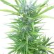 Auto Northern Light feminized, Royal Queen Seeds