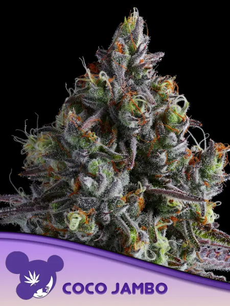 Coco Jambo feminized, Anesia Seeds