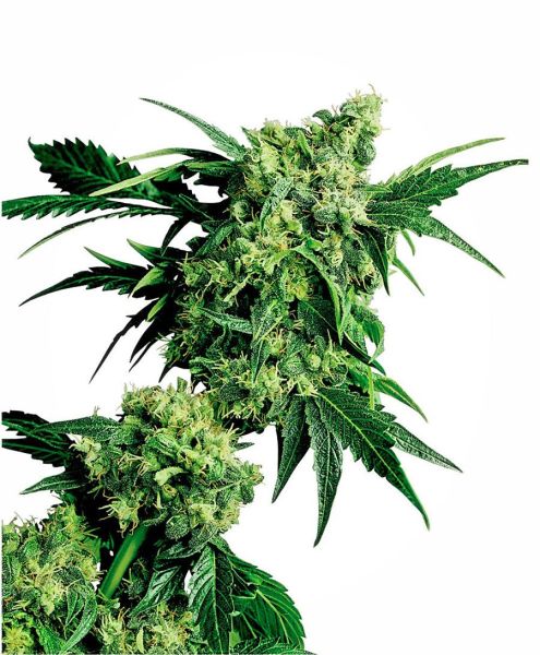 Mr. Nice G13 X Hash Plant® Seeds, Sensi Seeds