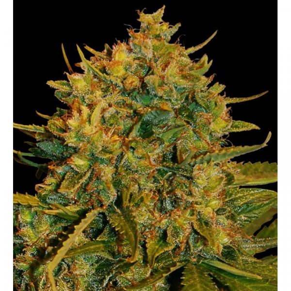 Fast Northern Light x Big Bud feminized
