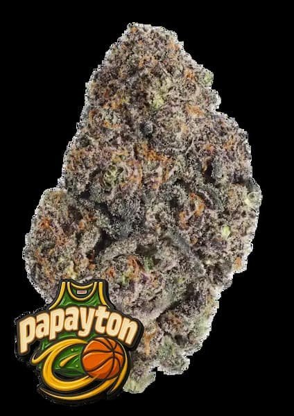 Papayton Feminized, Fast Buds