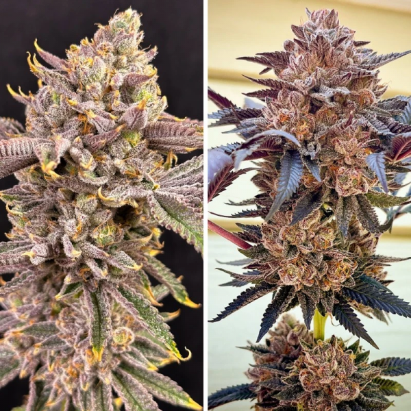 Slush Mint Cake feminised, Dutch Passion