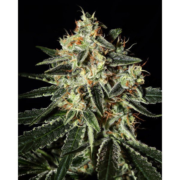 Cheese Feminised, Green House Seeds
