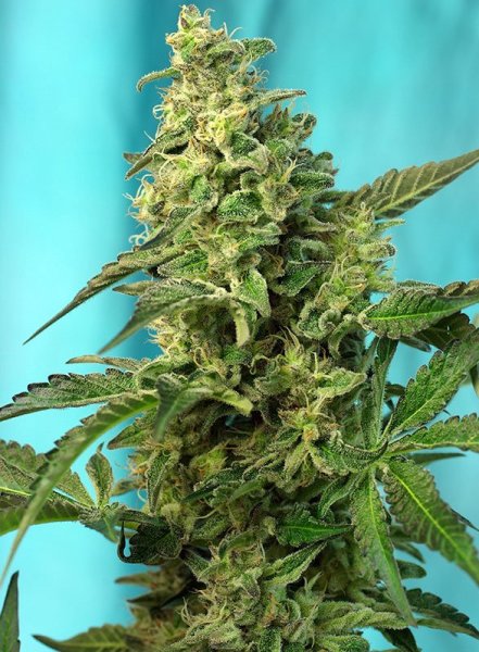 Fast Version F1 Green Poison SWS41 feminized, Sweet Seeds