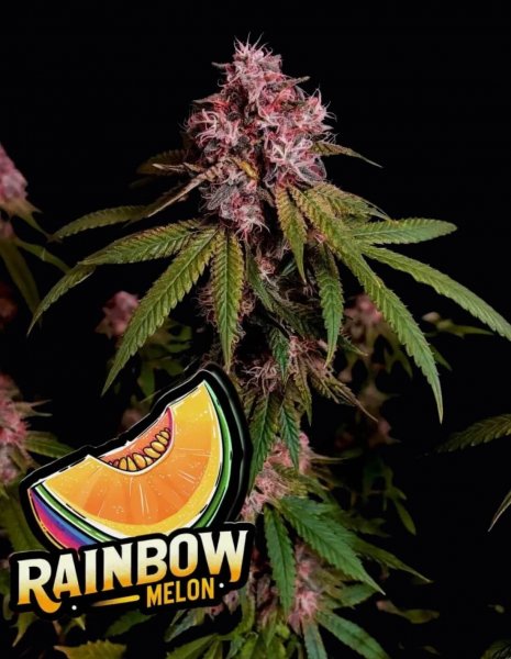 Rainbow Melon Feminized, Fast Buds