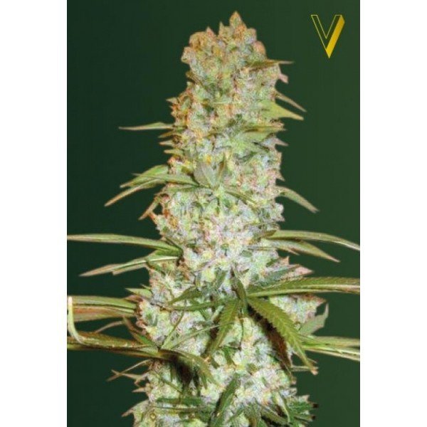 Red Russian XXL feminized, Victory Seeds