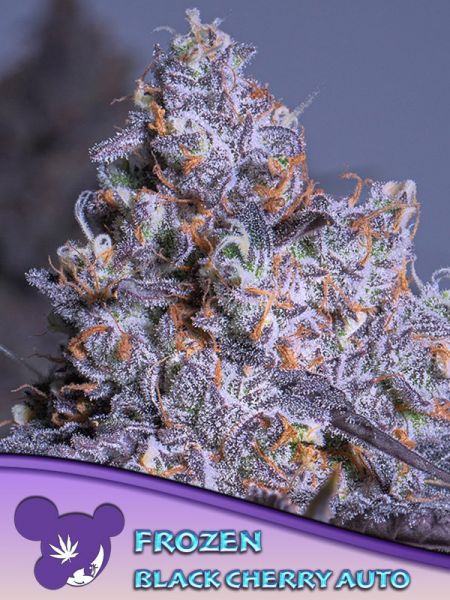 Auto Frozen Black Cherry feminized, Anesia Seeds