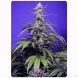 Auto Permanent Marker XL SWS120 feminized, Sweet seeds