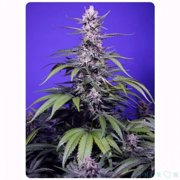 Auto Permanent Marker XL SWS120 feminized, Sweet seeds