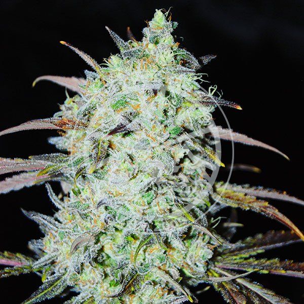 Bay Haze feminized, Delicious Seeds