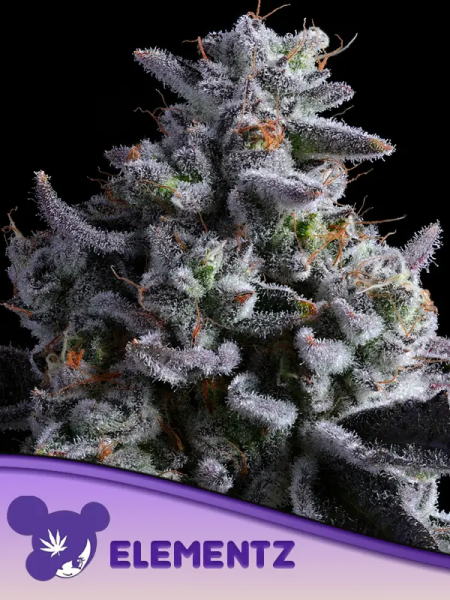 Elementz feminized, Anesia Seeds