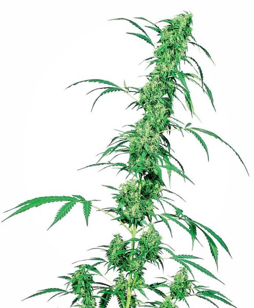 Fruity Juice® Seeds, Sensi Seeds