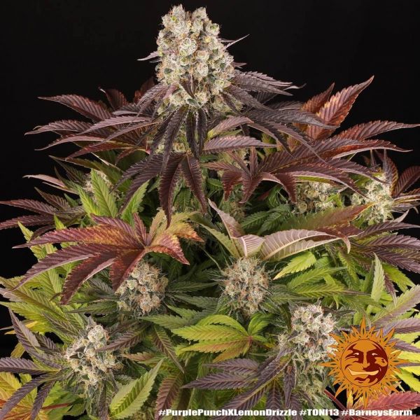 Purple Punch x Lemon Drizzle Feminised, Barney's Farm
