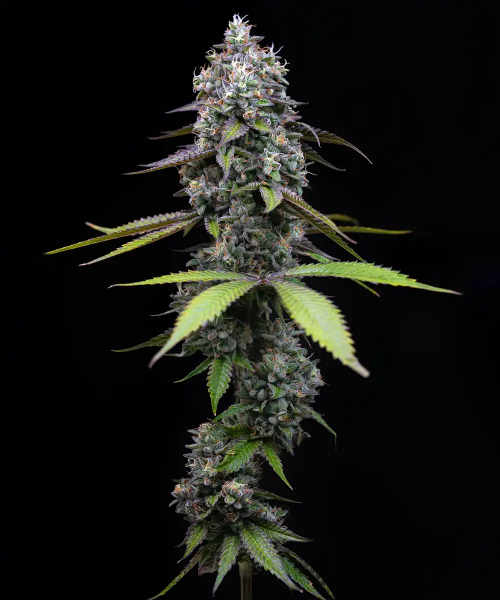 Zoap Feminised, Barney's Farm