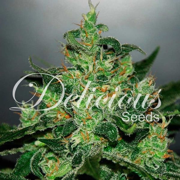 Auto Critical Jack Herer feminized, Delicious Seeds